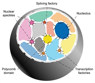 RNA Biogenesis Instructs Functional Inter-Chromosomal Genome Architecture